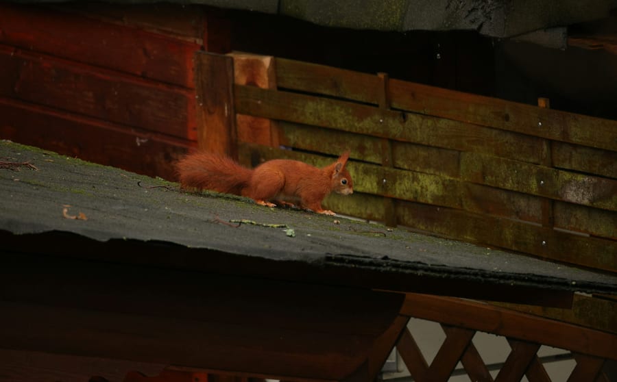A red squirrel on a timber roof edge beneath an overhang