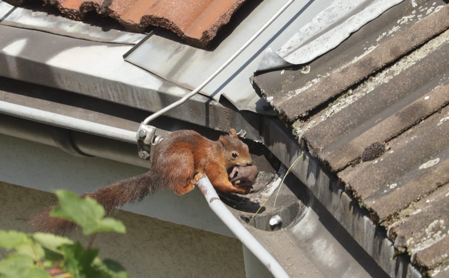 A red squirrel on a gutter at the edge of a roof