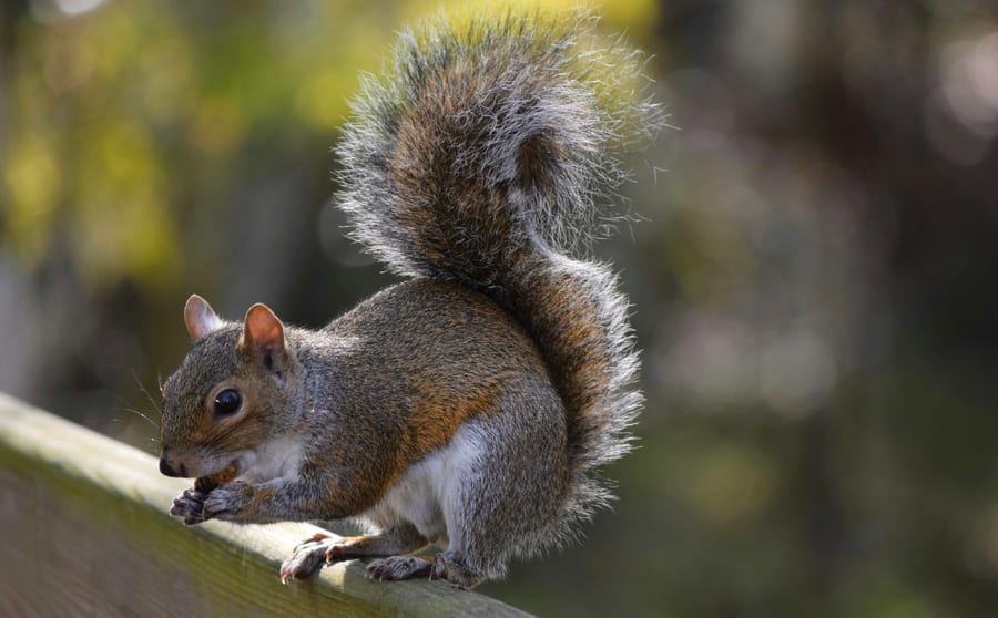 A grey squirrel on a branch